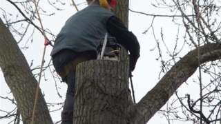 toppen van hoge bomen