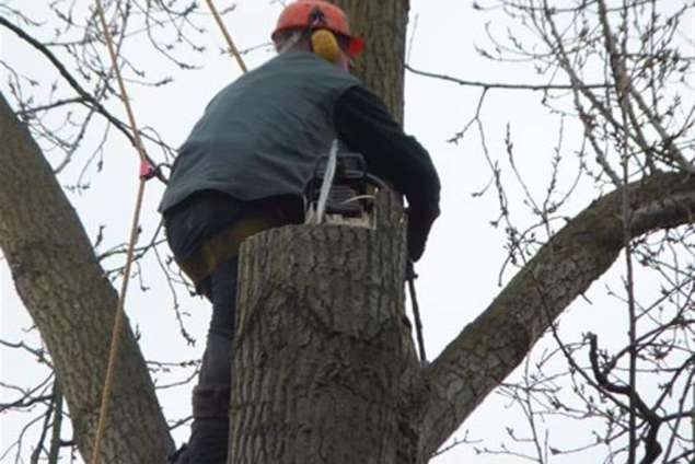 Bomen rooien Aadorp