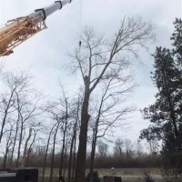 images/019sluishill/Bomen rooien en kappen in Tholen-200x200-d5a