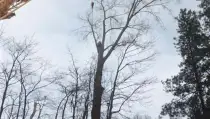 images/019sluishill/Bomen rooien en kappen in Tholen-210x119-b2b