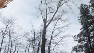 Mook boomstronk verwijderen boom kappen