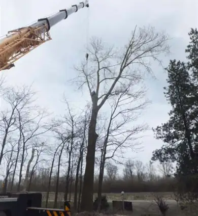 images/019sluishill/Bomen rooien en kappen in Tholen-390x424-859