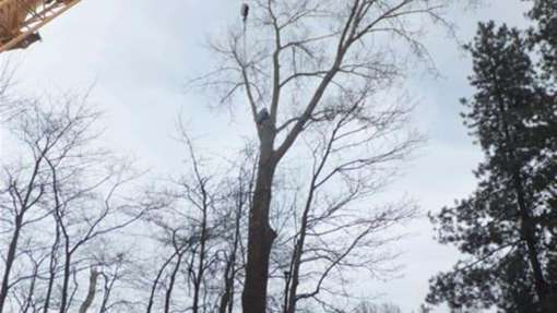 images/019sluishill/Bomen rooien en kappen in Tholen-510x287-c4a