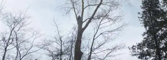 images/019sluishill/Bomen rooien en kappen in Tholen-550x197-e3c