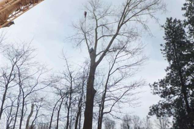 Maasbracht boomstronk verwijderen 
