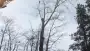images/019sluishill/Bomen rooien en kappen in Tholen-90x51-2f8