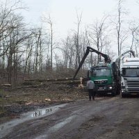 images/019sluishill/bomen kappen Turnhout-200x200-04a