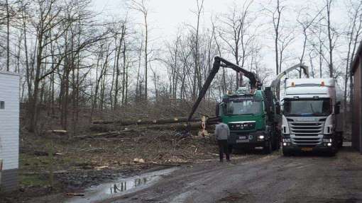 bomen rooien 