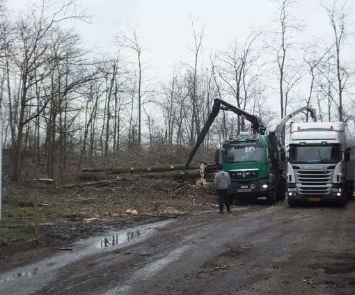 images/019sluishill/bomen kappen Turnhout-510x424-eb4