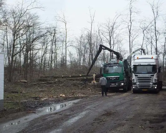 images/019sluishill/bomen kappen Turnhout-530x424-c77