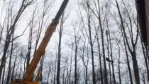 images/019sluishill/bomen rooien en kappen en Middelburg-210x119-b2b