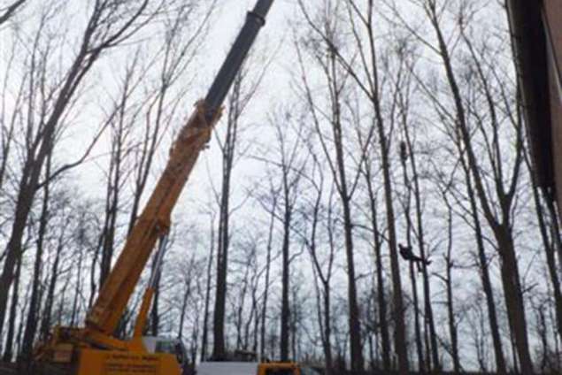 rooien van populieren zodat er geen schade ontstaat aan de onderbeplanting. Deze bomen wegen gemiddeld 6 ton per stuk