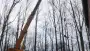 images/019sluishill/bomen rooien en kappen en Middelburg-90x51-2f8