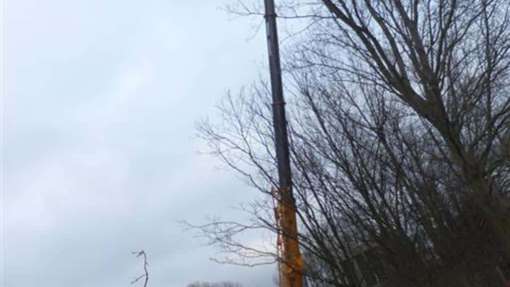 Bomen rooien Maasbracht