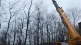 images/019sluishill/bomen rooien en kappen in tolen-160x90-be2