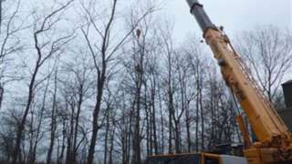 Oudelande bomen rooien