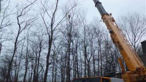 populieren rooien in Sluiskil, deze bomen konden niet vrij vallen, vandaar dat wij alle bomen weggehaald hebben met een kraan