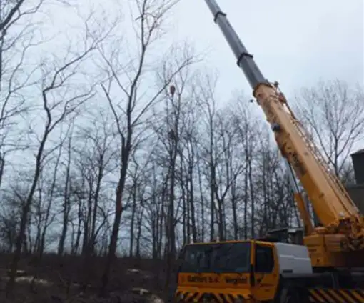 images/019sluishill/bomen rooien en kappen in tolen-510x424-343