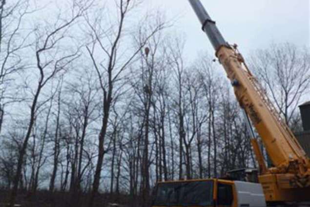 populieren rooien in Sluiskil, deze bomen konden niet vrij vallen, vandaar dat wij alle bomen weggehaald hebben met een kraan