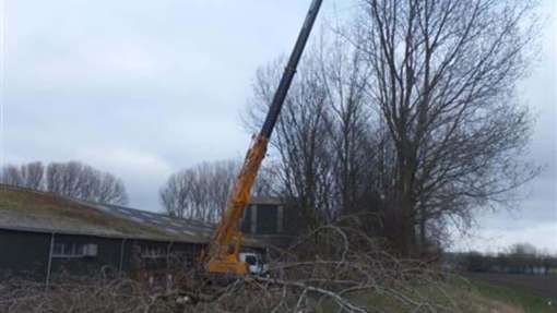 Bomen rooien Maasbree