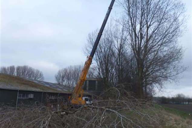 Bomen rooien Maasbree