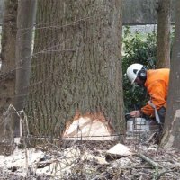 images/019sluishill/bomen rooien provincie zeeland-200x200-d5a