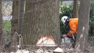 rooien van 7 stuks populieren bomen in Helvoirt Udenhout  de bomen waren circa 25 meter hoog en 100 cm dik 