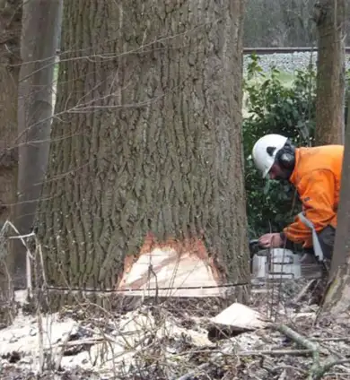 images/019sluishill/bomen rooien provincie zeeland-390x424-859
