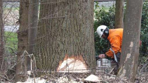 Rooien van 120 stuks zware populieren, deze bomen waren ruim 35 meter hoog