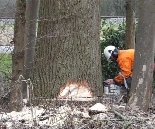 images/019sluishill/bomen rooien provincie zeeland-510x424-343