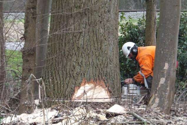 Rooien van 120 stuks zware populieren, deze bomen waren ruim 35 meter hoog