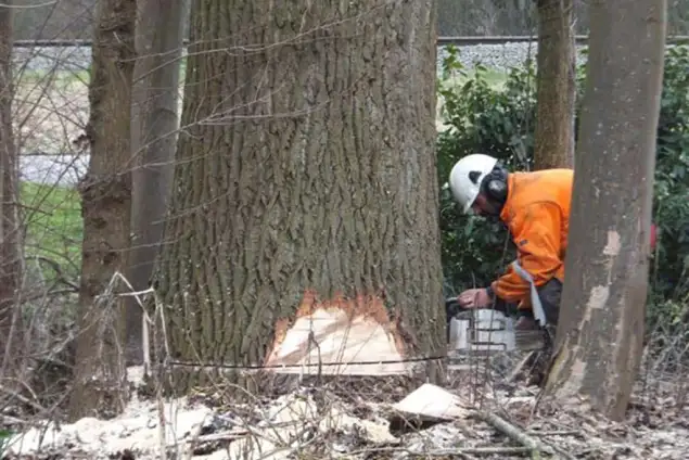 images/019sluishill/bomen rooien provincie zeeland-635x424-86c