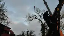 images/01roosendaal/01 bomen rooien slopen betaalbaar-210x119-b2b