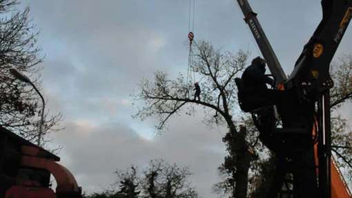 bomen kappen Kerk Avezaath Tiel