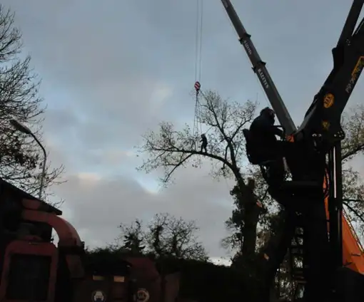 images/01roosendaal/01 bomen rooien slopen betaalbaar-510x424-343
