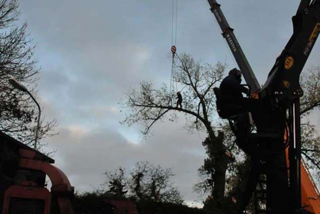 bomen rooien Hattemerbroek