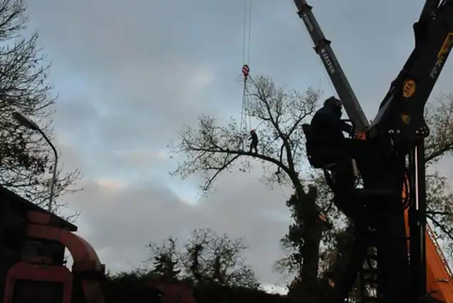 images/01roosendaal/01 bomen rooien slopen betaalbaar-635x424-86c
