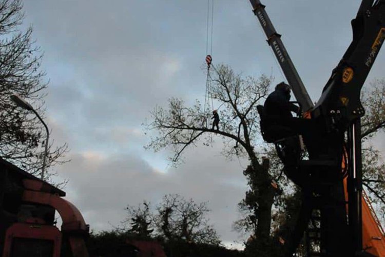 images/01roosendaal/01 bomen rooien slopen betaalbaar-750x500-11f