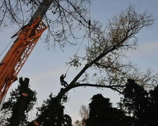 images/01roosendaal/1 bomen rooien Doetinchem(1)-530x424-fd4