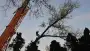 images/01roosendaal/1 bomen rooien Doetinchem(1)-90x51-37f