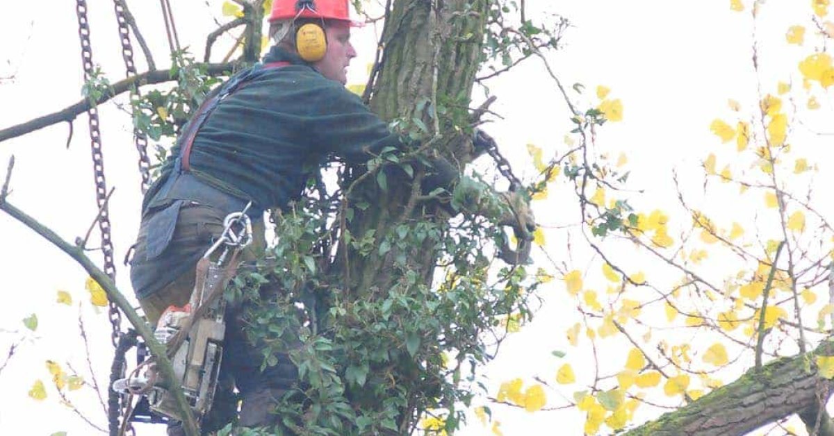 images/01roosendaal/10 bomen rooien Berg en Dal-1200x628-f89