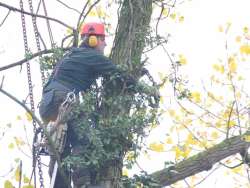 Bomen rooien Tegelen