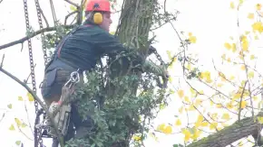 images/01roosendaal/10 bomen rooien Berg en Dal-290x163-766