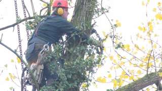 bomen rooien Hoge Hexel