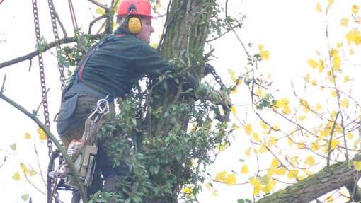 snoeien boom Renkum