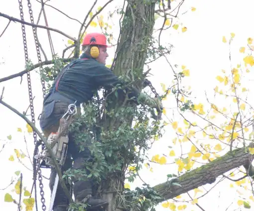 images/01roosendaal/10 bomen rooien Berg en Dal-510x424-0b2