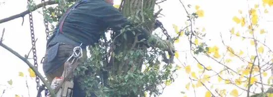 images/01roosendaal/10 bomen rooien Berg en Dal-550x197-b24