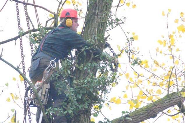 snoeien boom Winterswijk Kotten