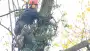 images/01roosendaal/10 bomen rooien Berg en Dal-90x51-37f