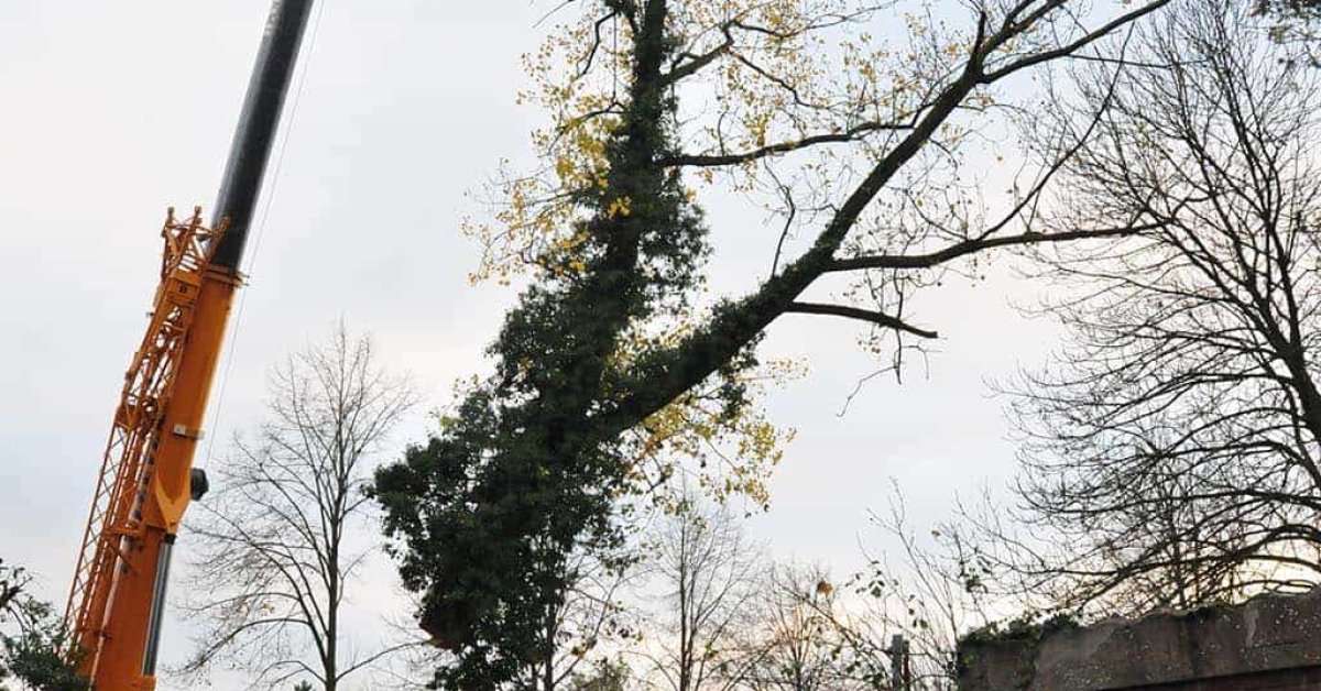 images/01roosendaal/11 bomen rooien Oss-1200x628-f89
